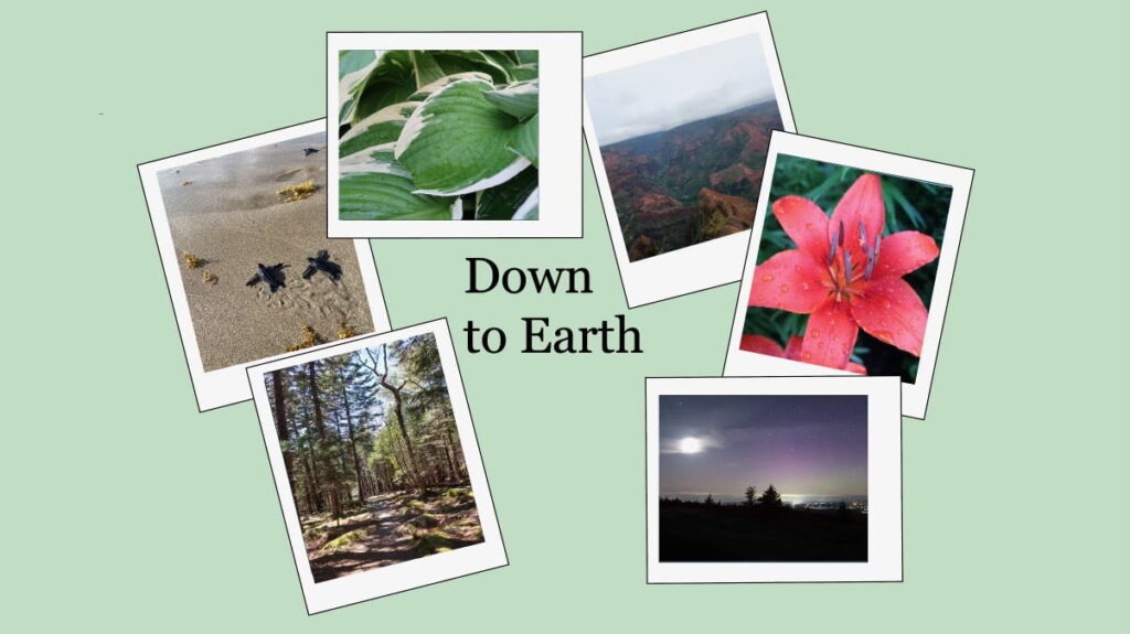 Down to Earth is a monthly environmental column that explores what it means to live sustainably. Credit: Meghan Beery
